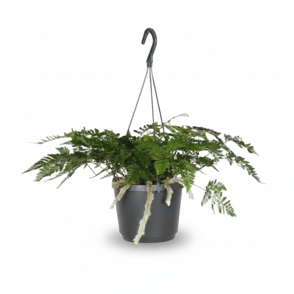 Humata tyermannii – Helecho “Pata de Oso” – D17 x H20cm - Verdeia - 1