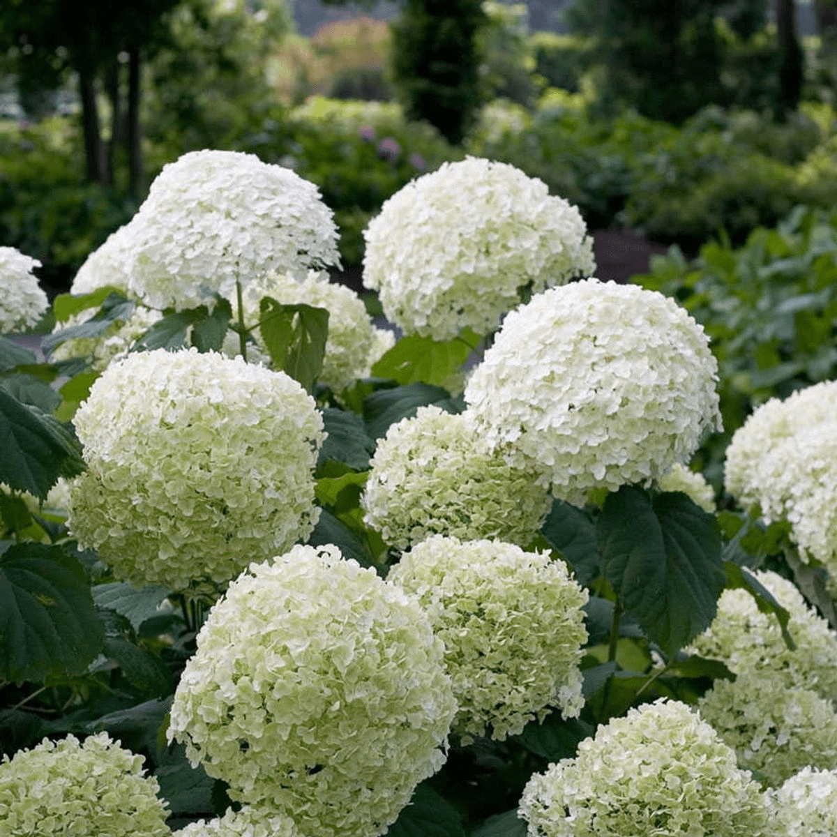 Hydrangea arborescens ‘Strong Annabelle’® – Hortensia bola blanca – Ø19cm – ↕30cm - Verdeia - 1