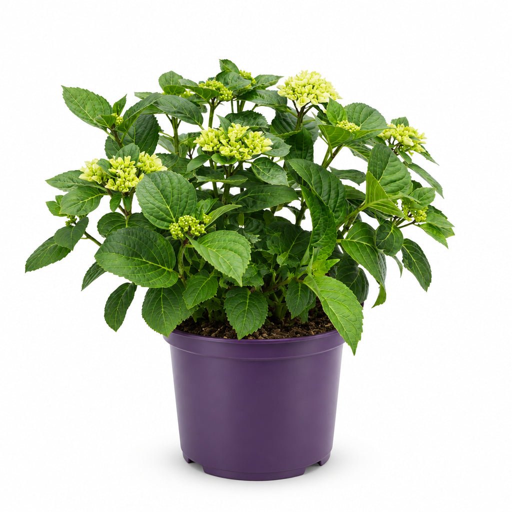 Hydrangea macrophylla Forever & Ever® Blanc (Hortensia remontant) — H55 cm | Pot Ø23 cm - Verdeia - 2