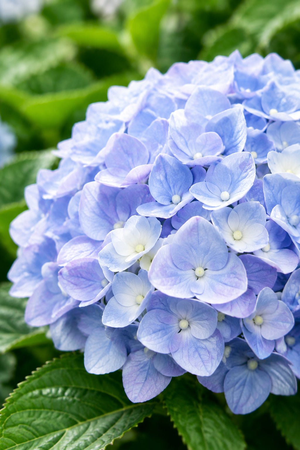 Hydrangea macrophylla Forever & Ever® Bleu (Hortensia remontant) — H55 cm | Pot Ø23 cm - Verdeia - 1