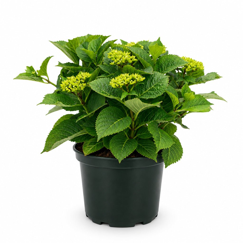 Hydrangea macrophylla Forever & Ever® Rouge (Hortensia remontant) — H55 cm | Pot Ø23 cm - Verdeia - 2