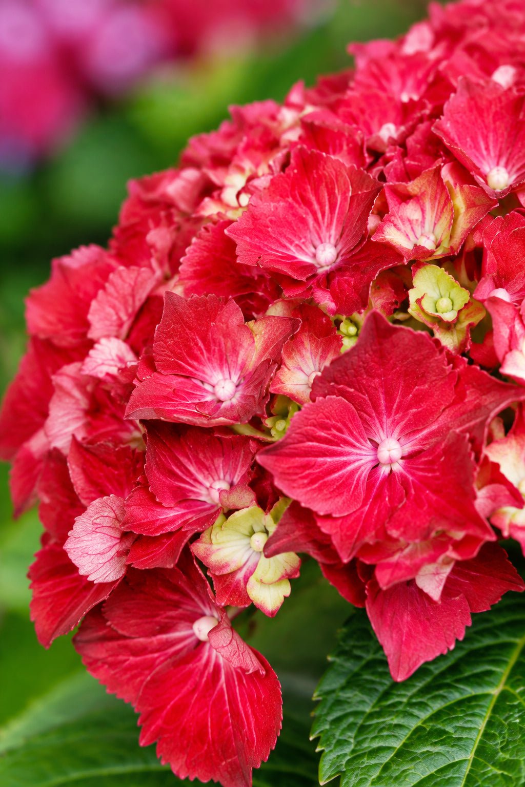 Hydrangea macrophylla Forever & Ever® Rouge (Hortensia remontant) — H55 cm | Pot Ø23 cm - Verdeia - 1