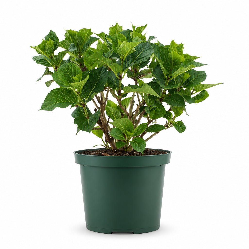 Hydrangea macrophylla Magical® Greenfire (Rosa-grüne Hortensie) — H55 cm | Topf Ø23 cm - Verdeia - 2