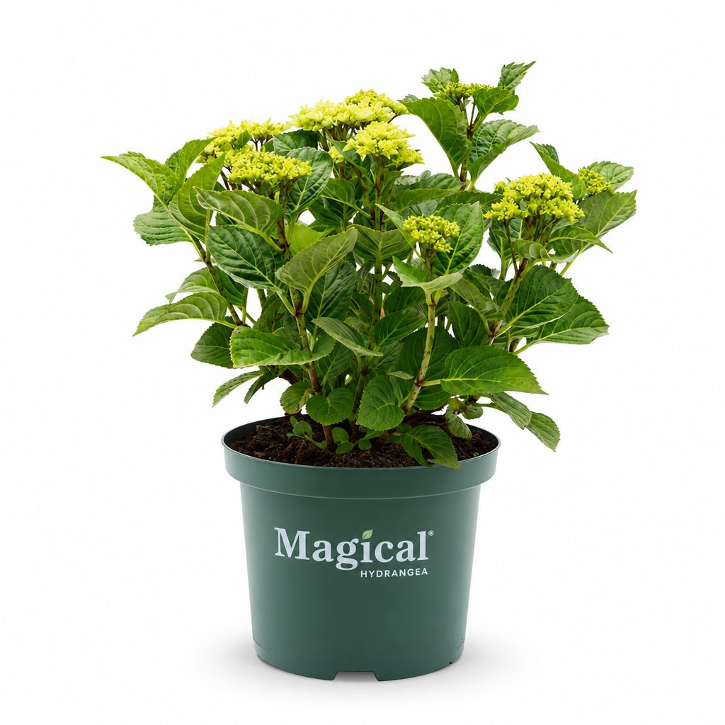 Hydrangea macrophylla Magical® Noblesse (Hortensia blanc à fleurs changeantes) — H55 cm | Pot Ø23 cm - Verdeia - 2