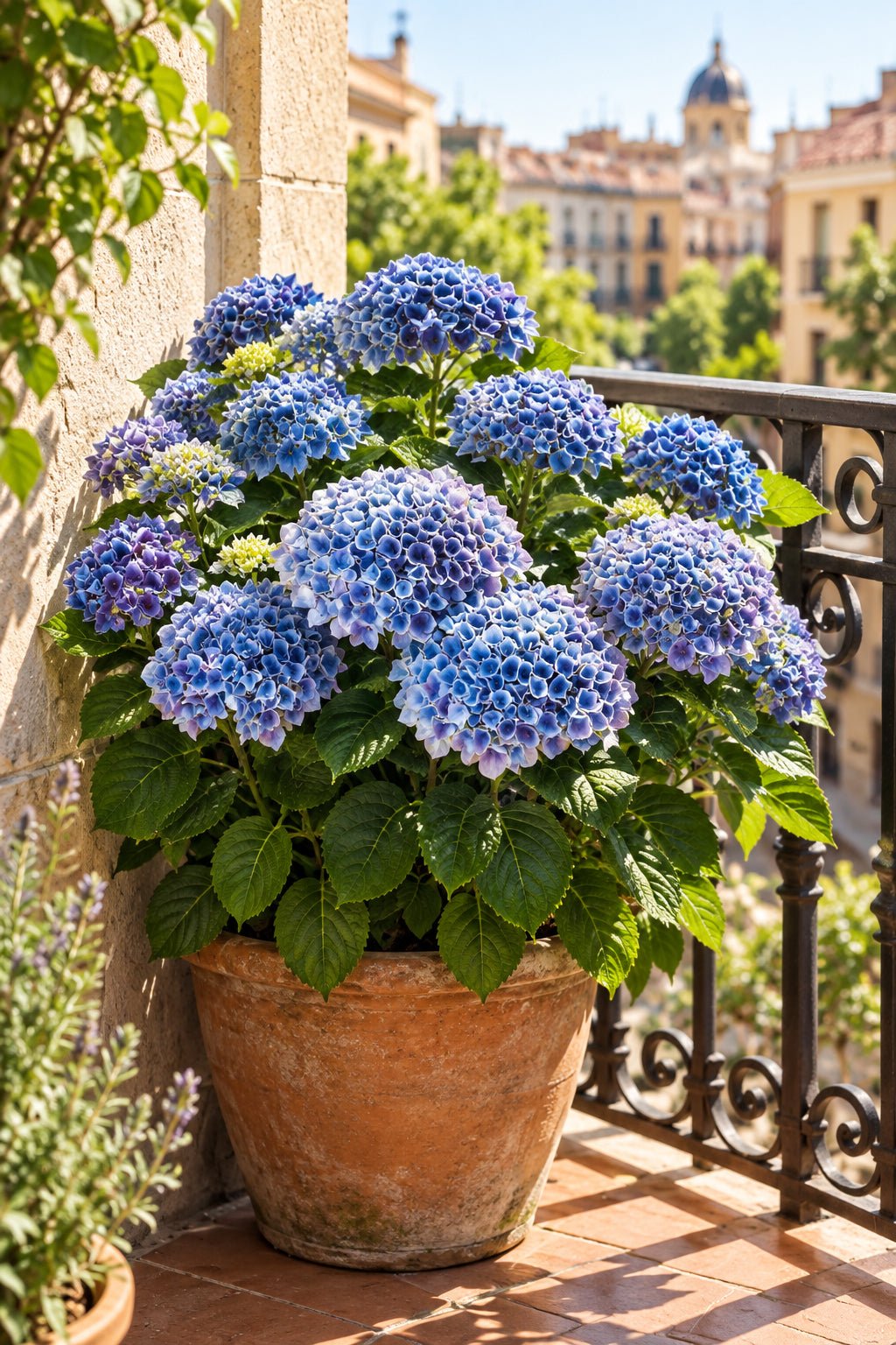 Hydrangea macrophylla Magical® Revolution Blue (Hortensia à fleurs changeantes) — H55 cm | Pot Ø23 cm - Verdeia - 5