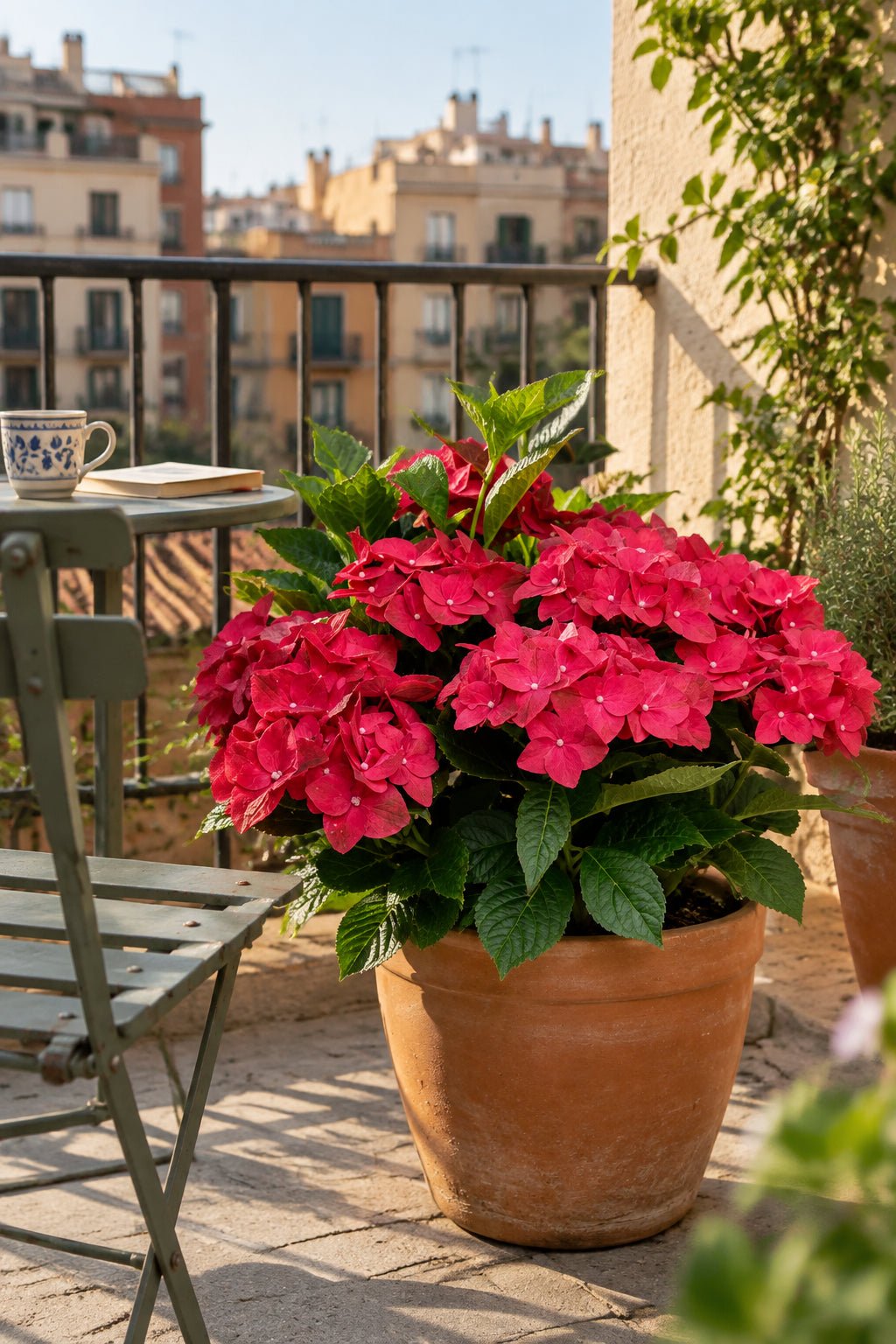 Hydrangea macrophylla Magical® Ruby Tuesday (Hortensia rouge à fleurs changeantes) — H55 cm | Pot Ø23 cm - Verdeia - 3