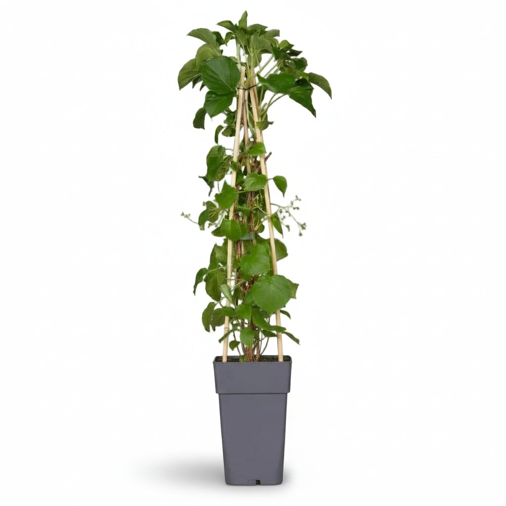 Hydrangea petiolaris – Hortensia trepadora – D15cm x A65cm - Verdeia - 1