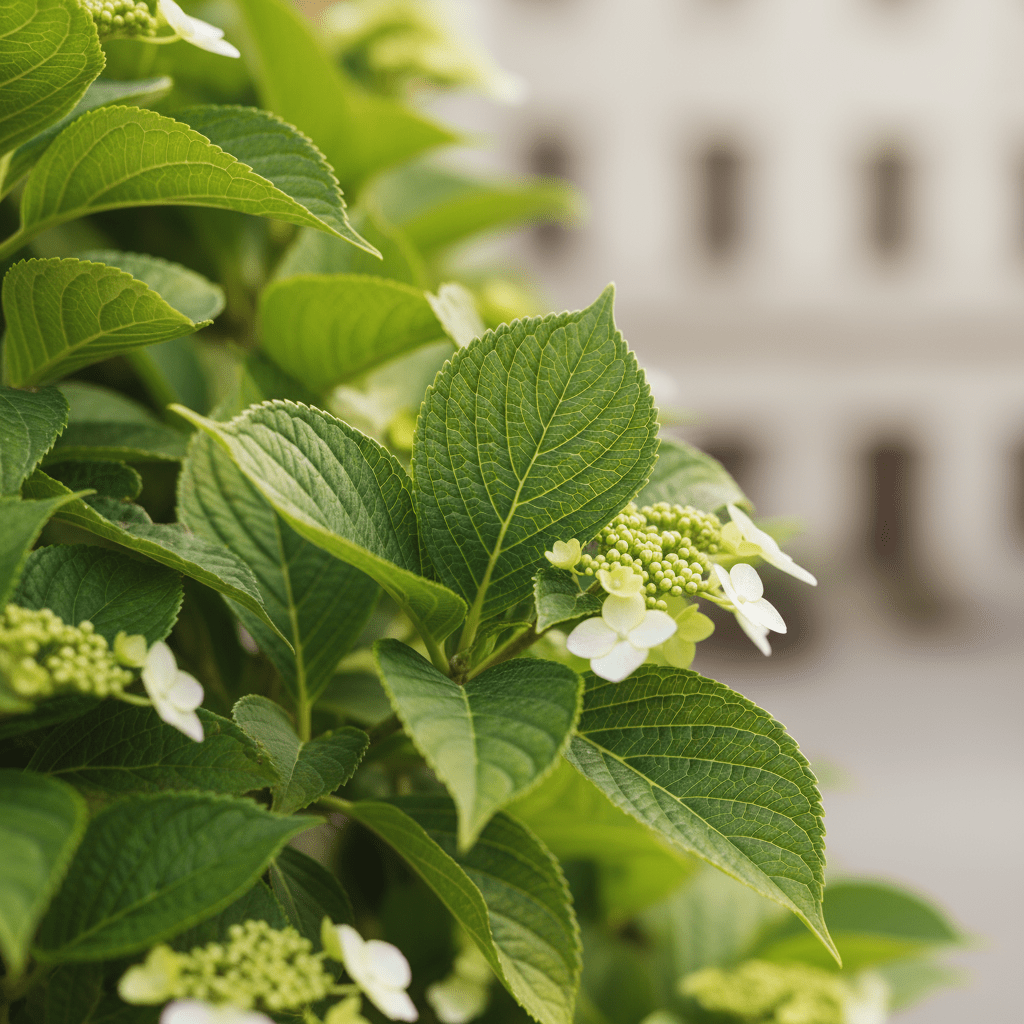 Hydrangea petiolaris – Hortensia grimpant – D15cm x H65cm - Verdeia