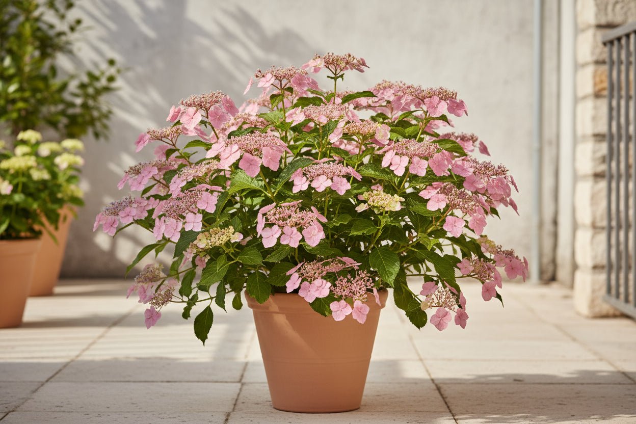 Hydrangea serrata ‘Pink Petticoat’® – Hortensia dentelé rose – D19 x H25cm - Verdeia - 3