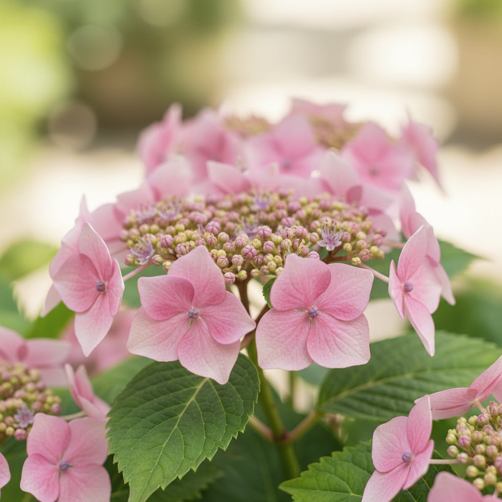 Hydrangea serrata ‘Pink Petticoat’® – Hortensia dentelé rose – D19 x H25cm - Verdeia