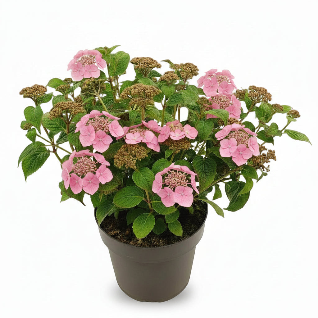 Hydrangea serrata ‘Pink Petticoat’® – Hortensia dentada rosa – D19 x A25cm - Verdeia - 1