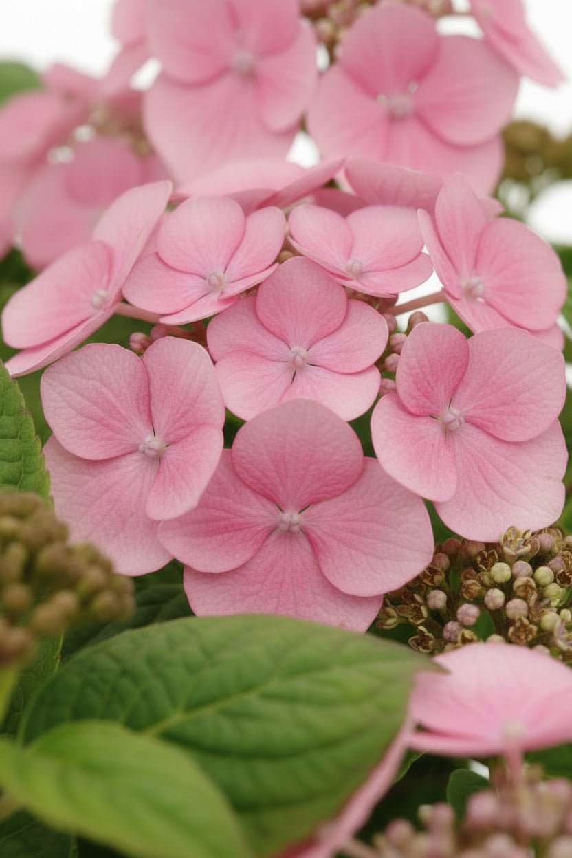Hydrangea serrata &