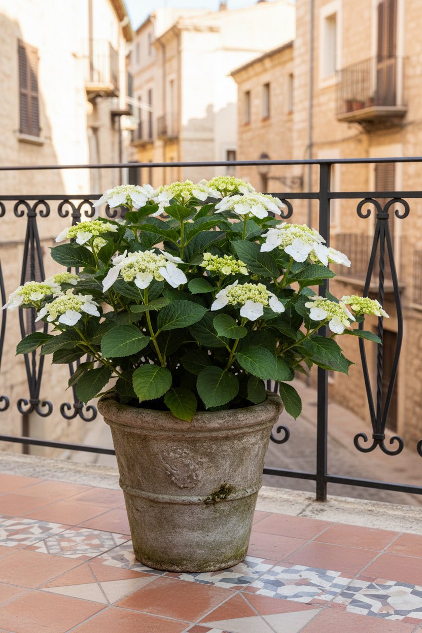 Hydrangea Teller &