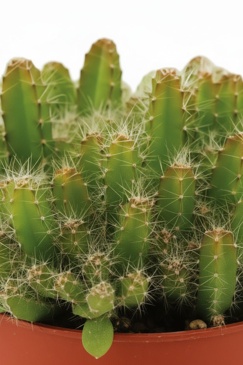 Hylocereus Undatus — Ø11 cm — H15 cm - Verdeia - 2