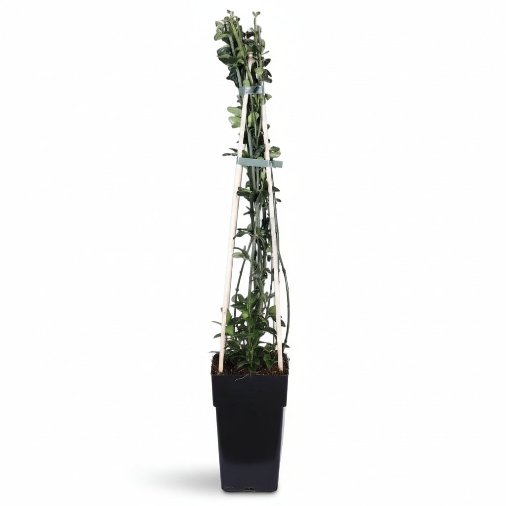 Jasminum nudiflorum – Jazmín de invierno – D15cm x A65cm - Verdeia - 2