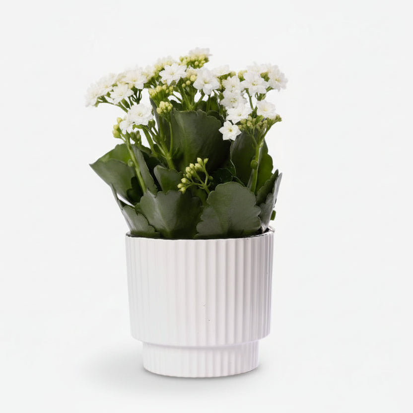 Kalanchoé bianco (Fiore di fuoco) - H27 cm | Ceramica avorio Ø12 cm - Verdeia - 1