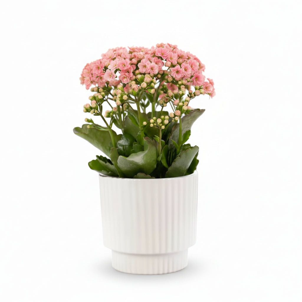 Kalanchoe rosa — Ø12 x A27 cm — Llest per col·locar — Ceràmica blanca - Verdeia - 1