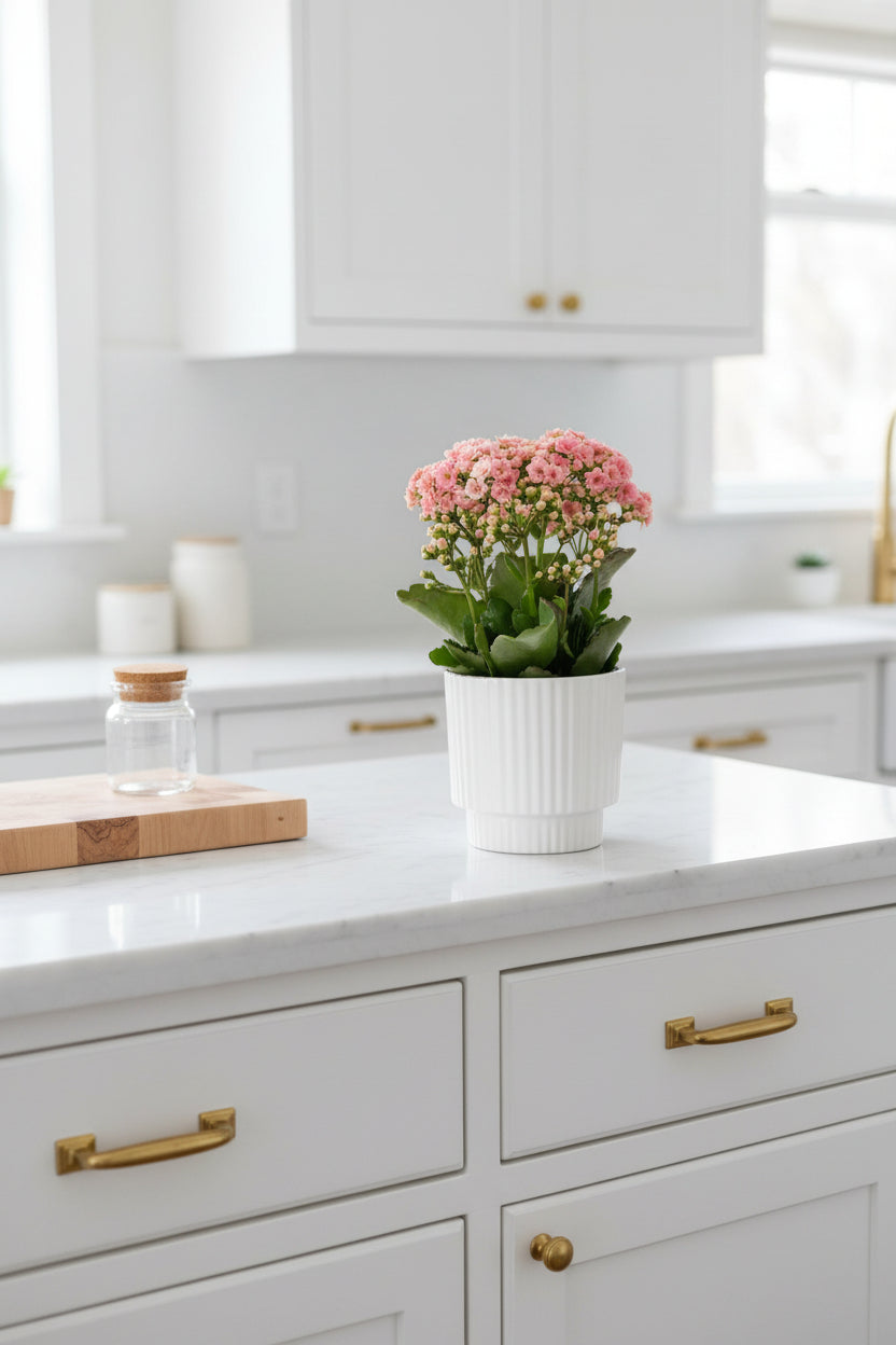 Kalanchoe rosa — Ø12 x H27 cm — Llesta per posar — Ceràmica blanca