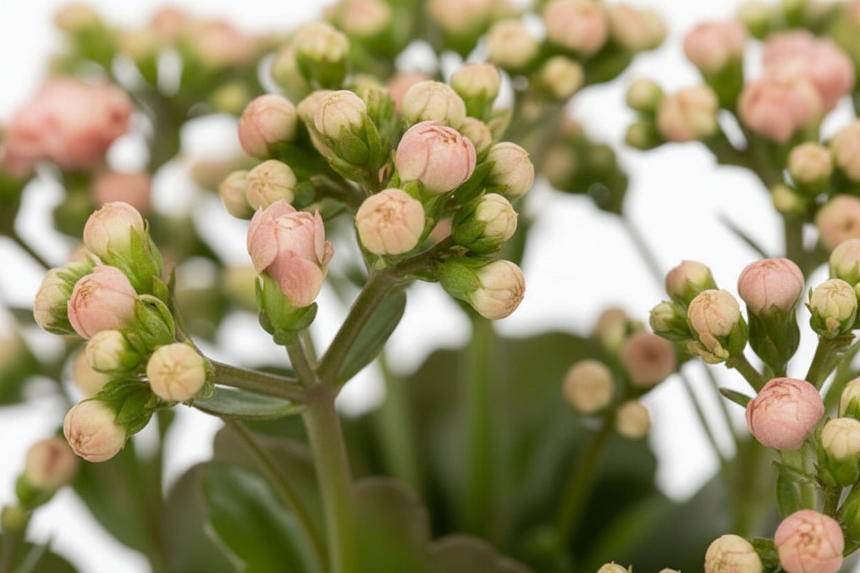 Kalanchoe rosa — Ø12 x A27 cm — Listo para colocar — Cerámica blanca - Verdeia - 2