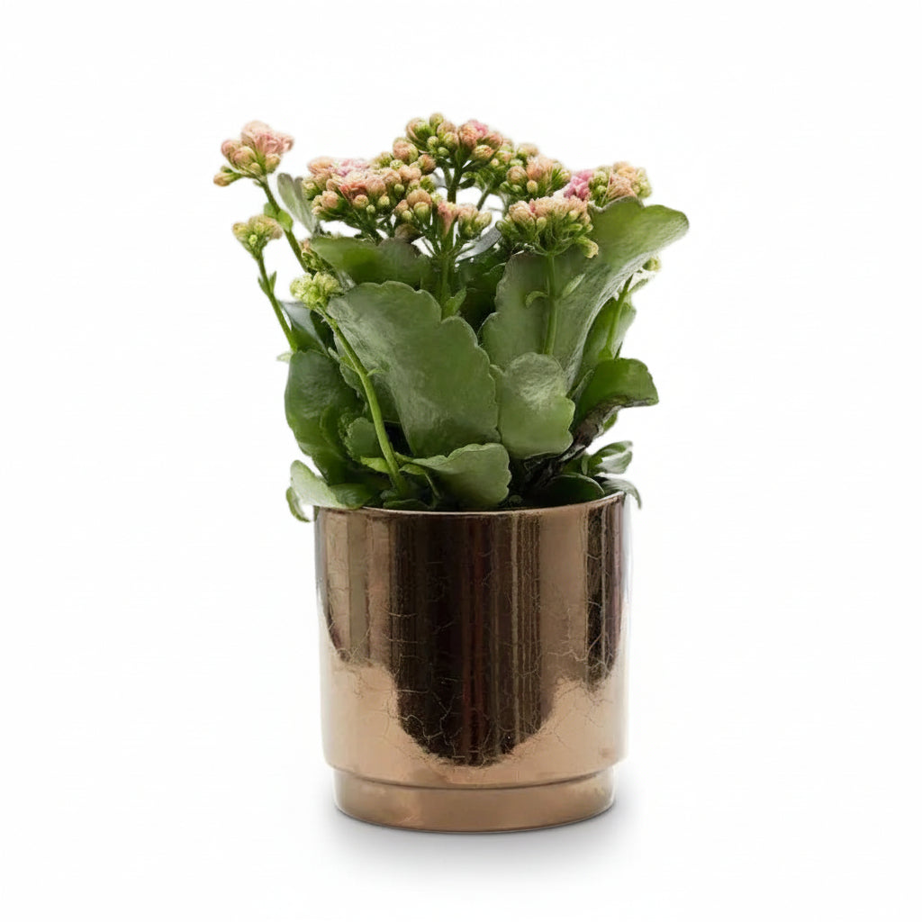 Kalanchoe rosa — Ø12 x A27 cm — Listo para colocar — Cerámica bronce dorado - Verdeia - 1