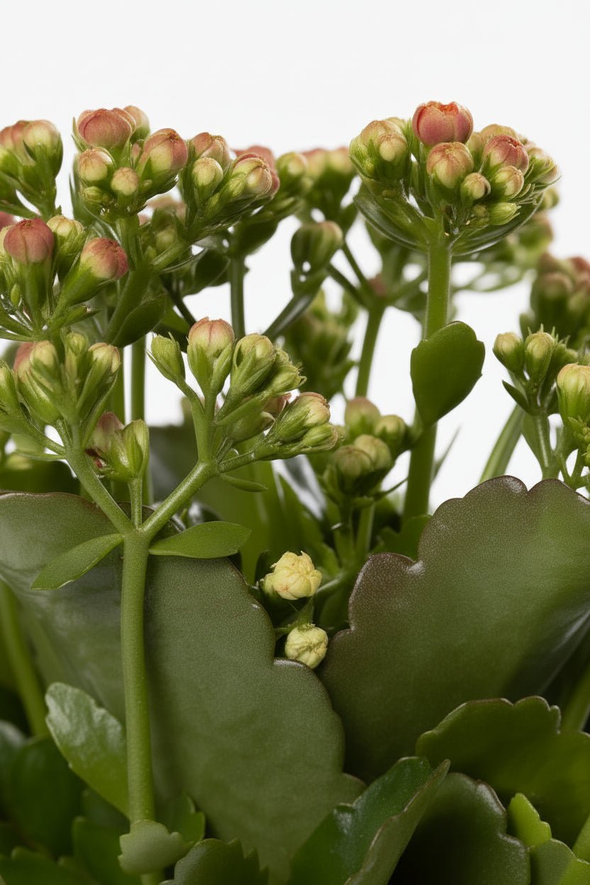 Kalanchoe rosa — Ø12 x A27 cm — Pronta a colocar — Cerâmica rosa - Verdeia - 2