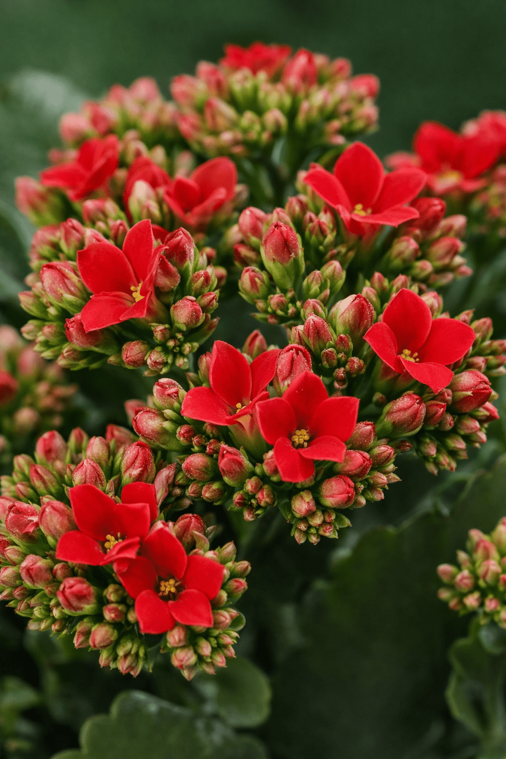 Kalanchoe rojo — Ø12 x H27 cm — Listo para colocar — Cerámica blanca - Verdeia - 2