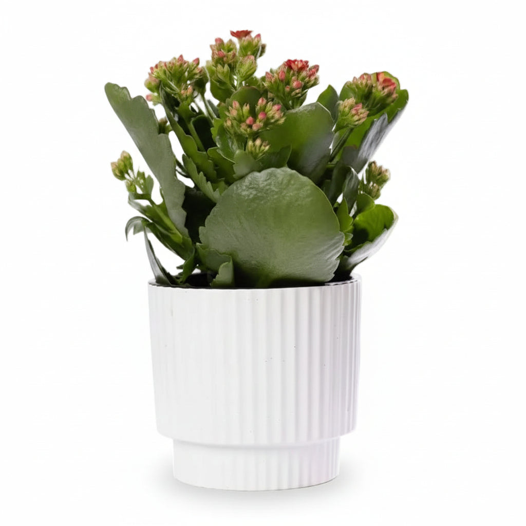 Red Kalanchoe — Ø12 x H27 cm — Ready to display — White ceramic - Verdeia - 1