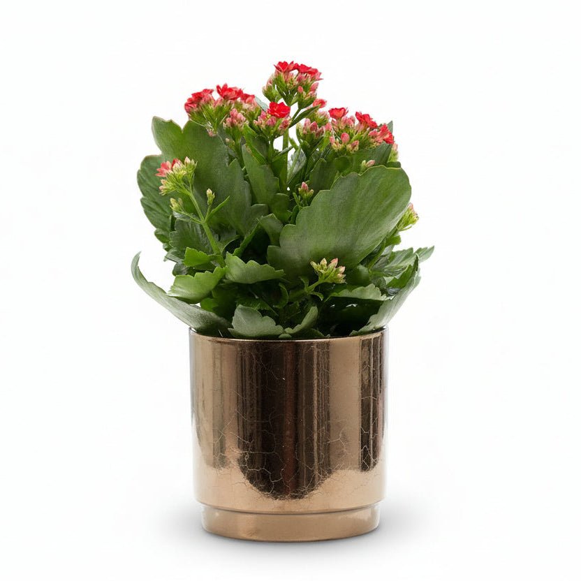 Kalanchoe rojo — Ø12 x H27 cm — Listo para colocar — Cerámica bronce dorado - Verdeia - 1