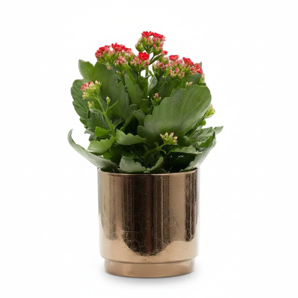 Kalanchoe vermell — Ø12 x A27 cm — Llest per col·locar — Ceràmica bronze daurat - Verdeia - 1
