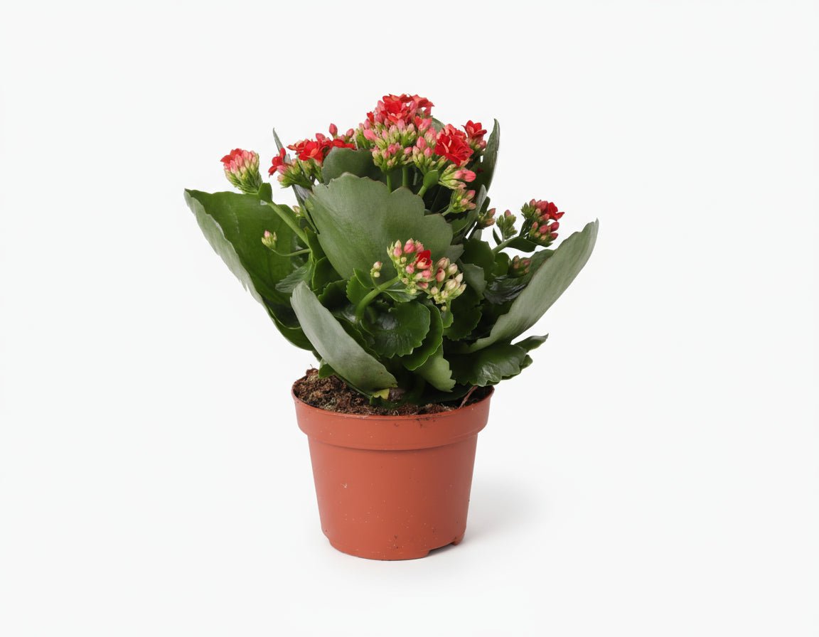 Kalanchoe ‘Rosalina Don Justino’ — Ø12 cm — H27 cm - Verdeia