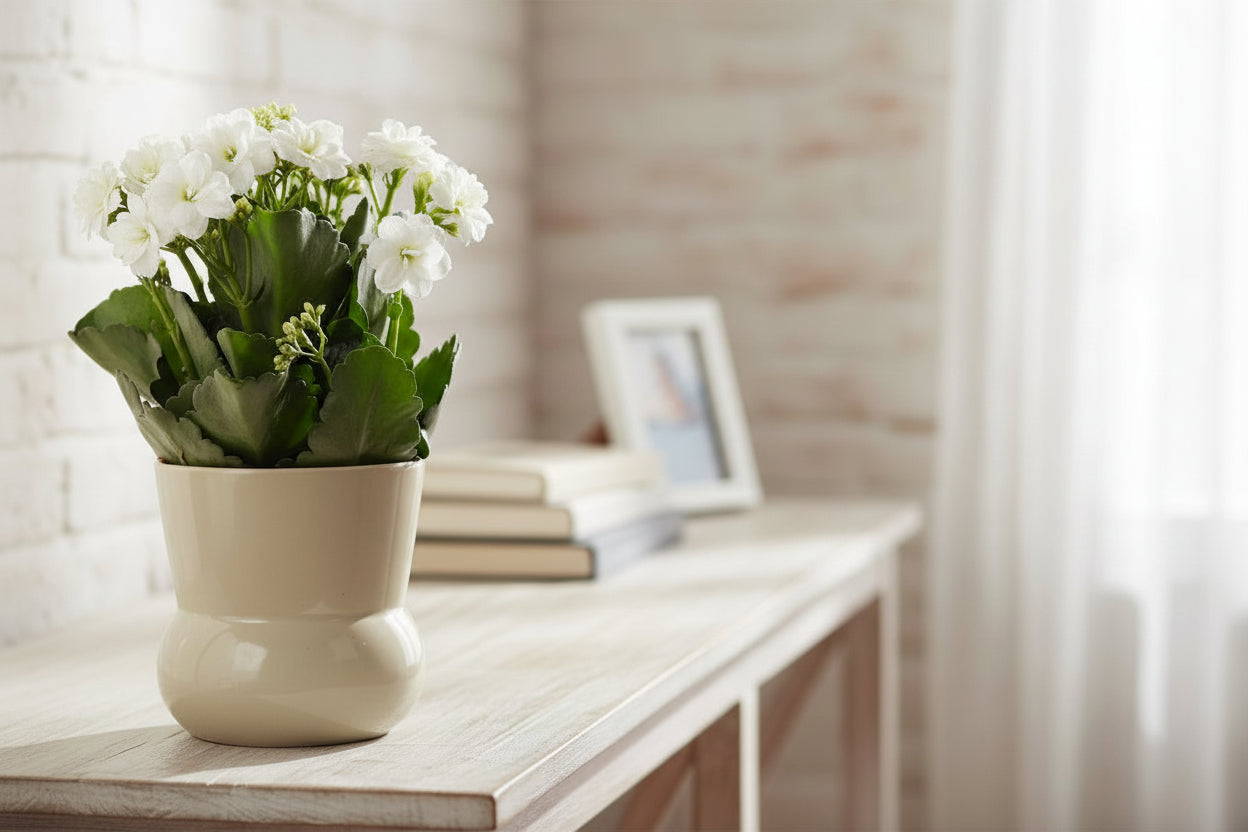 Kalanchoe blanco — Ø12 x H27 cm — Listo para colocar — Cerámica verde - Verdeia - 4