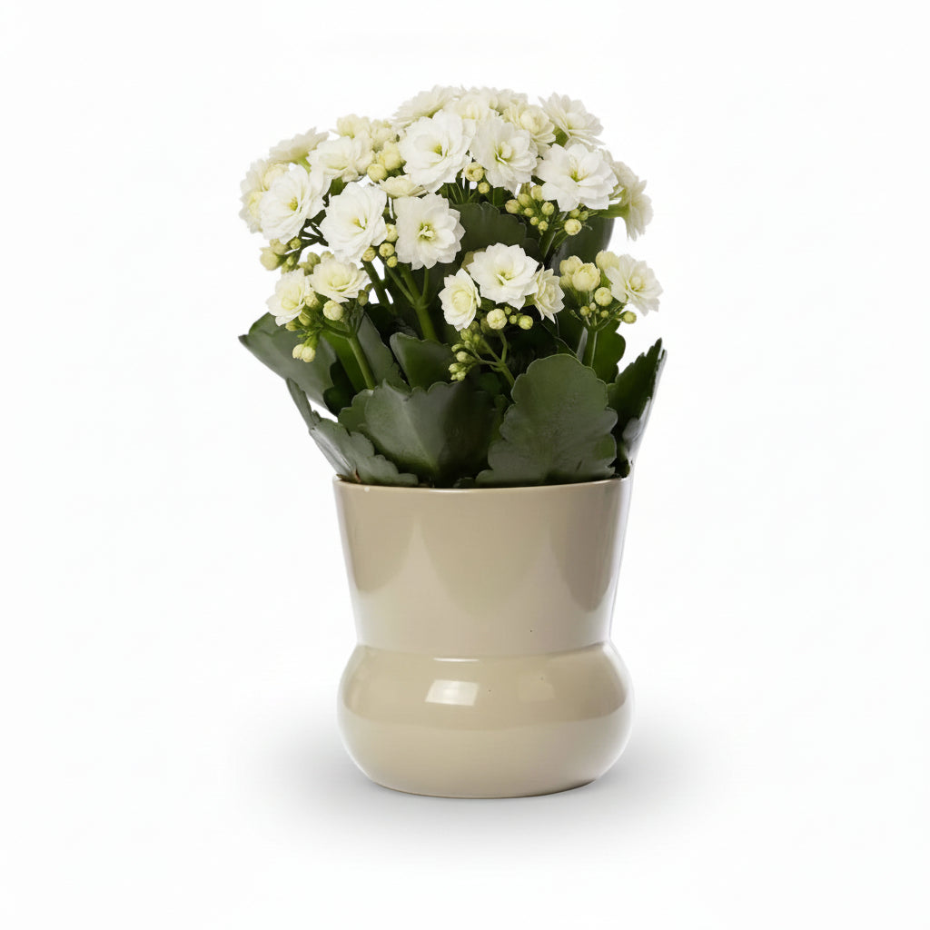 Kalanchoe blanco — Ø12 x H27 cm — Listo para colocar — Cerámica verde - Verdeia - 1