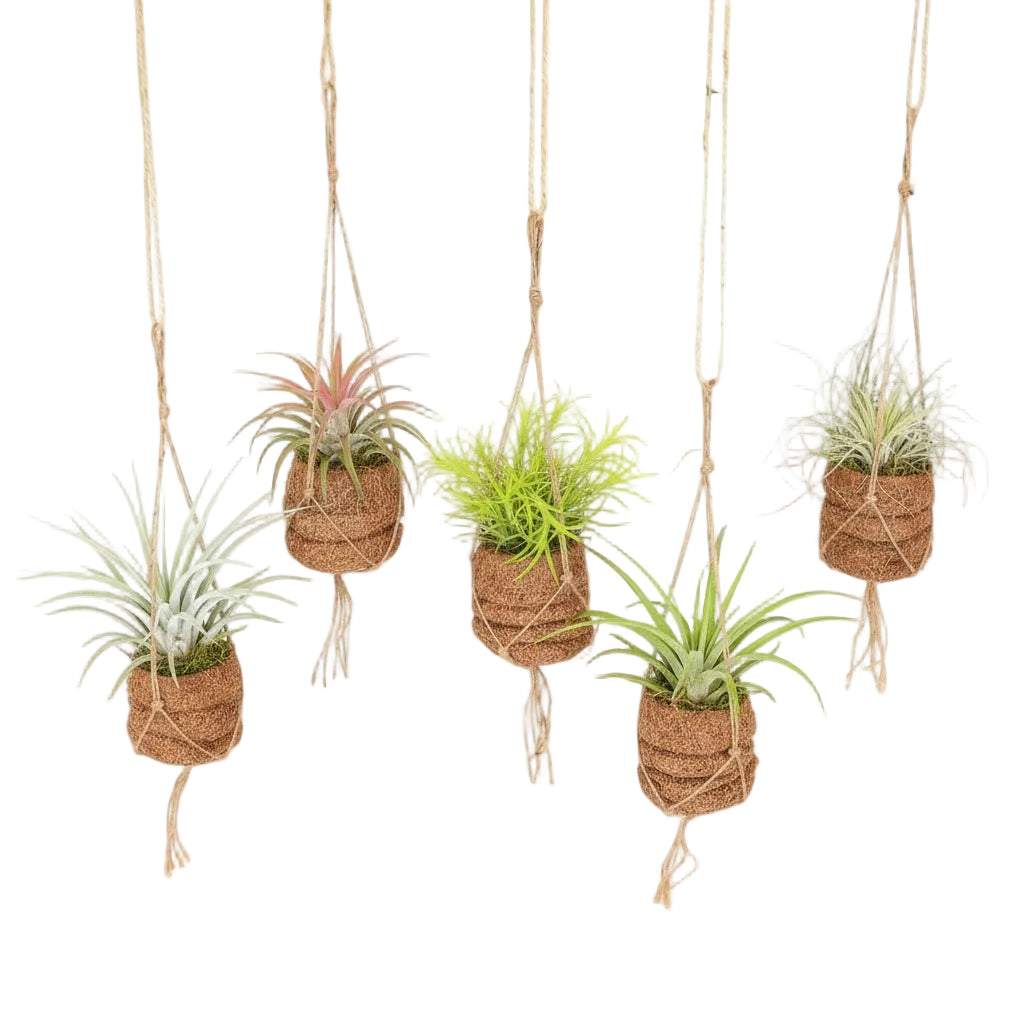 Kokodama Birdnest Tillandsia Mix - 8 stk. - 7 x 5 cm - Verdeia - 1