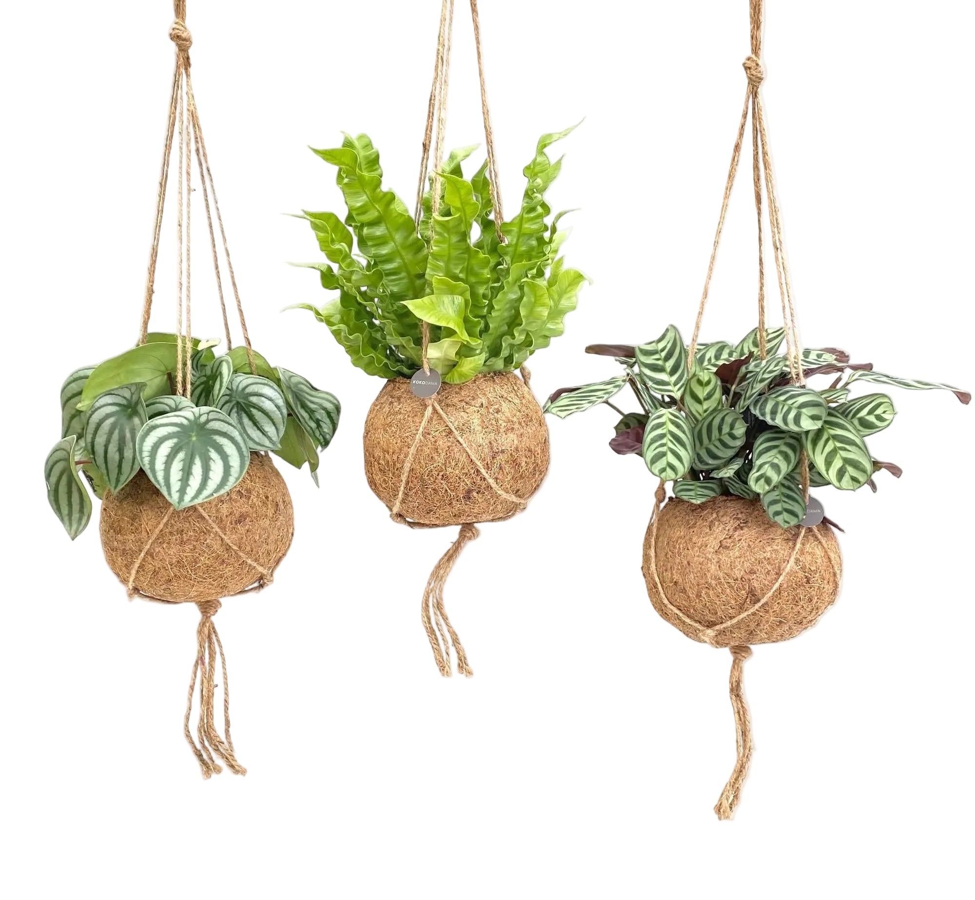 Kokodama Jungle Mix — Juego de 3 — Ø17 cm — H28 cm - Verdeia - 1