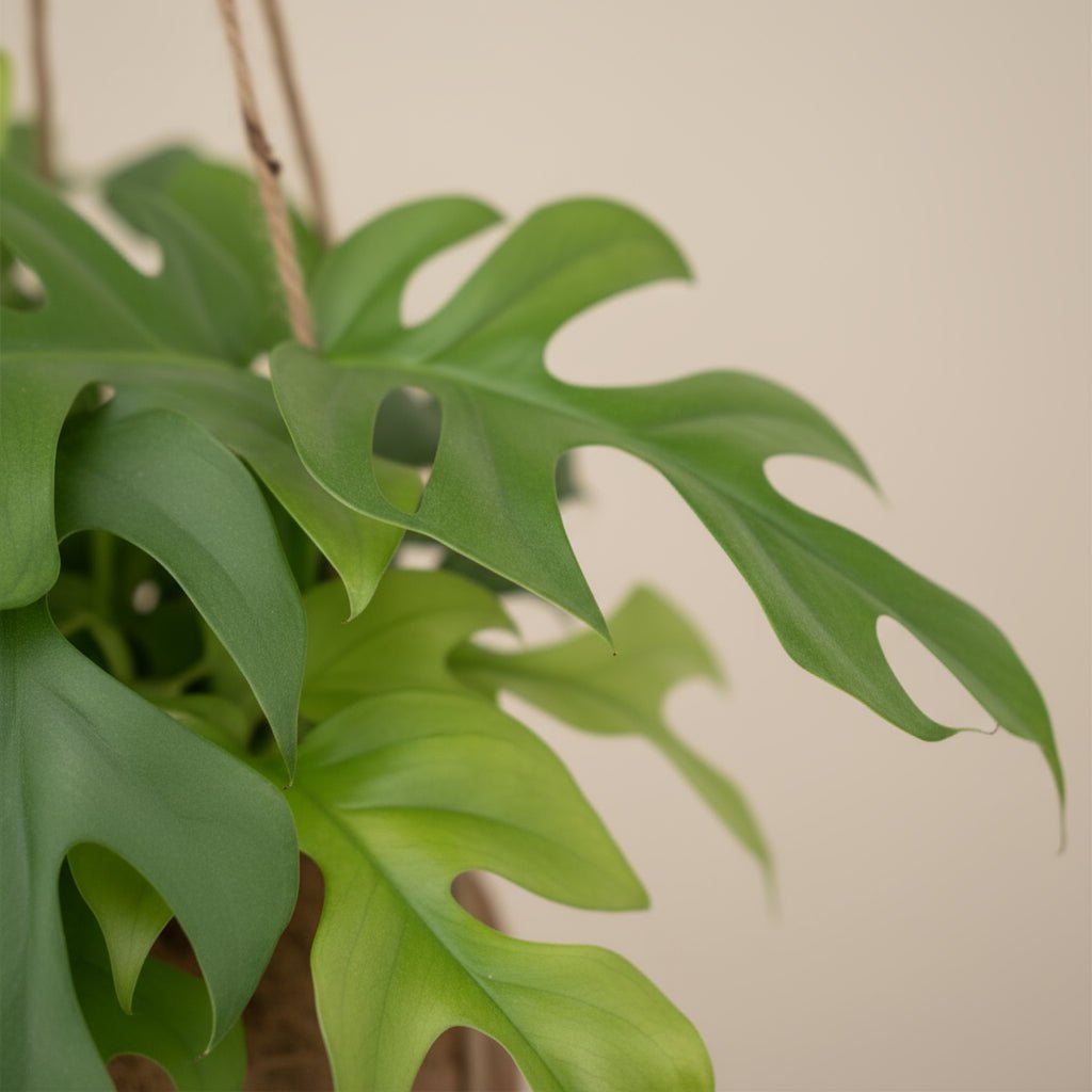 Kokodama Monstera Minima – Planta colgante tropical – D15 x A25 cm - Verdeia - 2