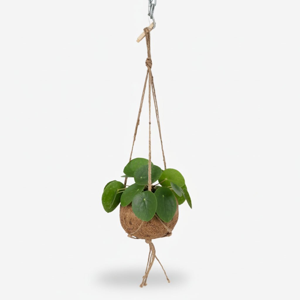 Kokodama Pilea Peperomioides — Plante suspendue - Verdeia - 1