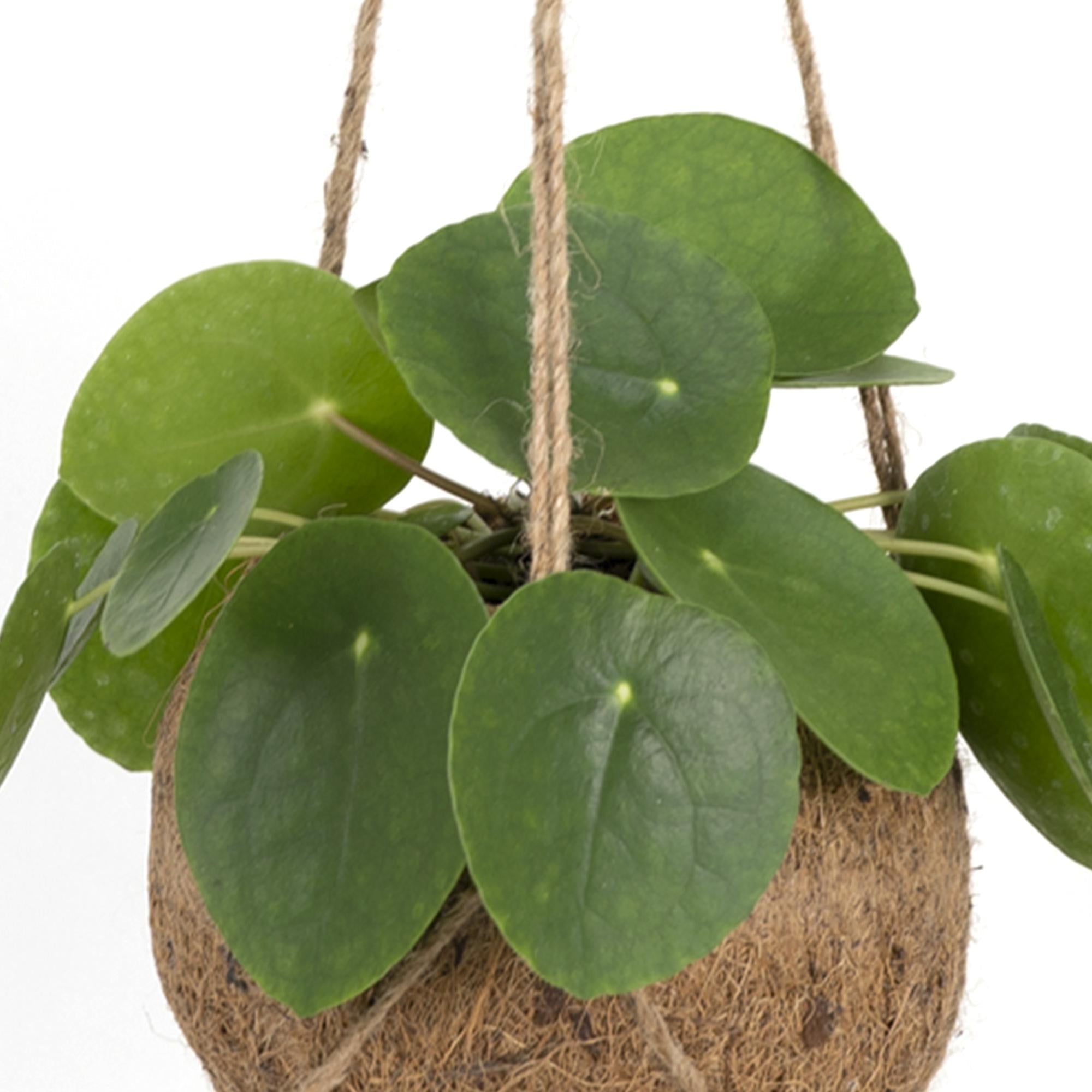 Kokodama Pilea Peperomioides — Plante suspendue - Verdeia - 2