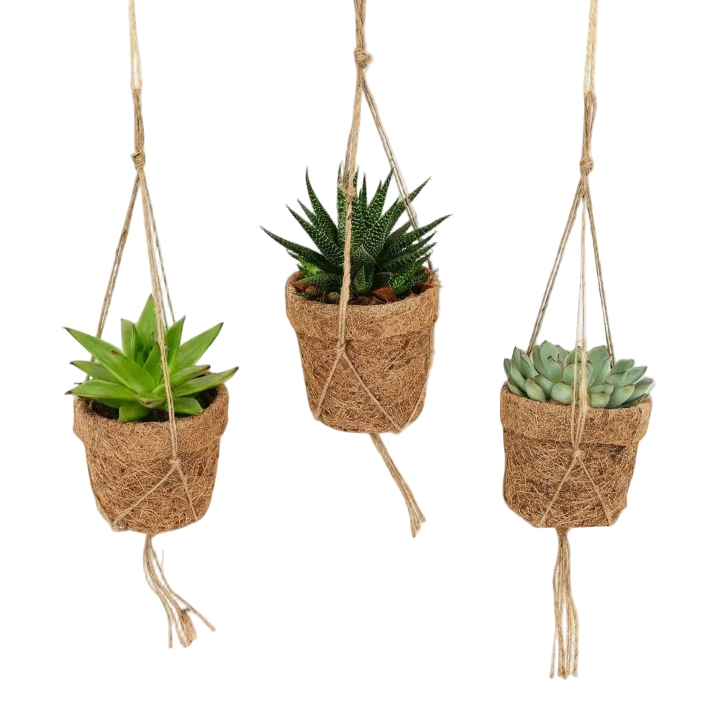 Kokopot String — Trojice zavěšených sukulentů - 10 x 15 cm - Verdeia - 1