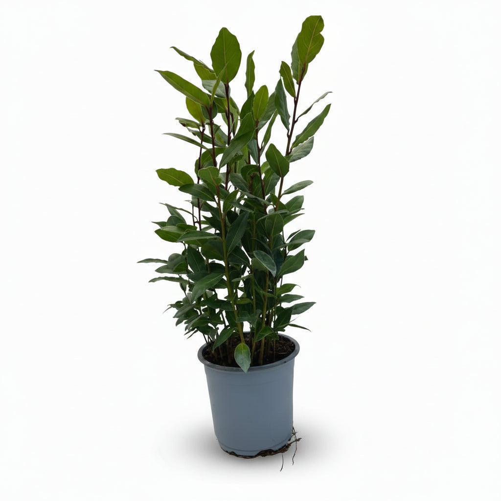 Laurus nobilis — Laurel noble en tallo - Verdeia - 1