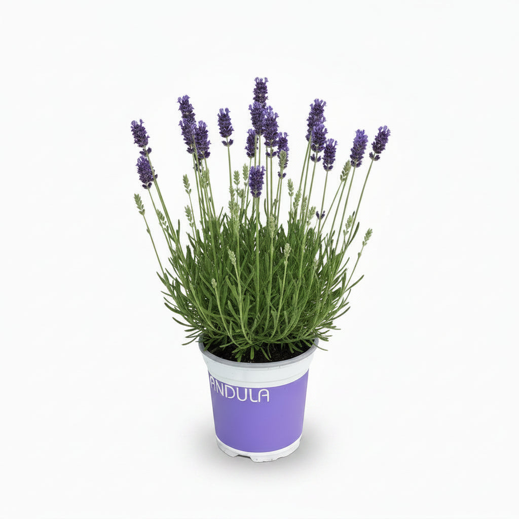 Lavanda Lavandula Hidcote Blue sobre fondo blanco