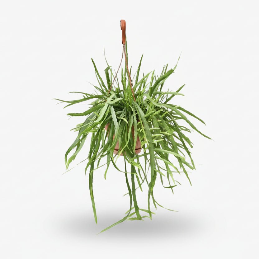 Lepismium Bolivianum — Cactus corall — Ø17 cm — A55 cm - Verdeia - 1