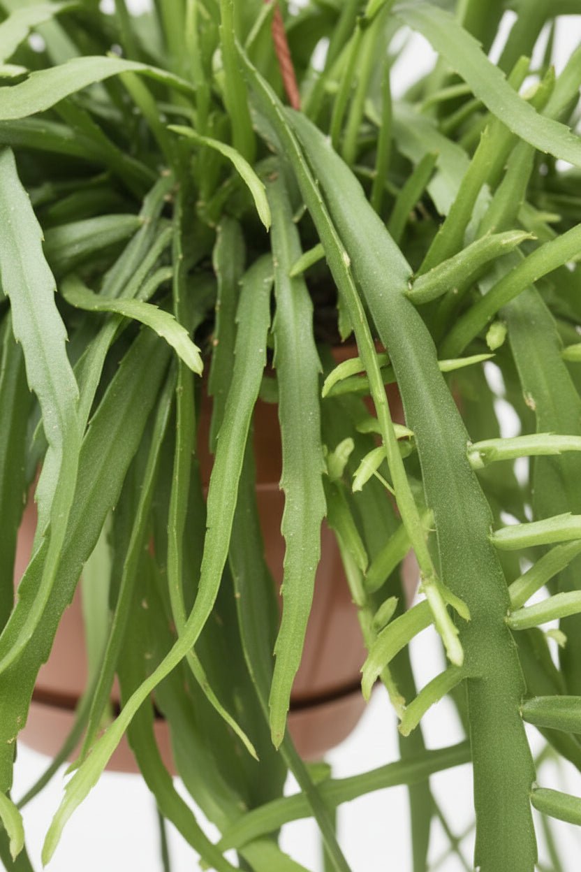 Lepismium Bolivianum — Cactus corall — Ø17 cm — A55 cm - Verdeia - 2