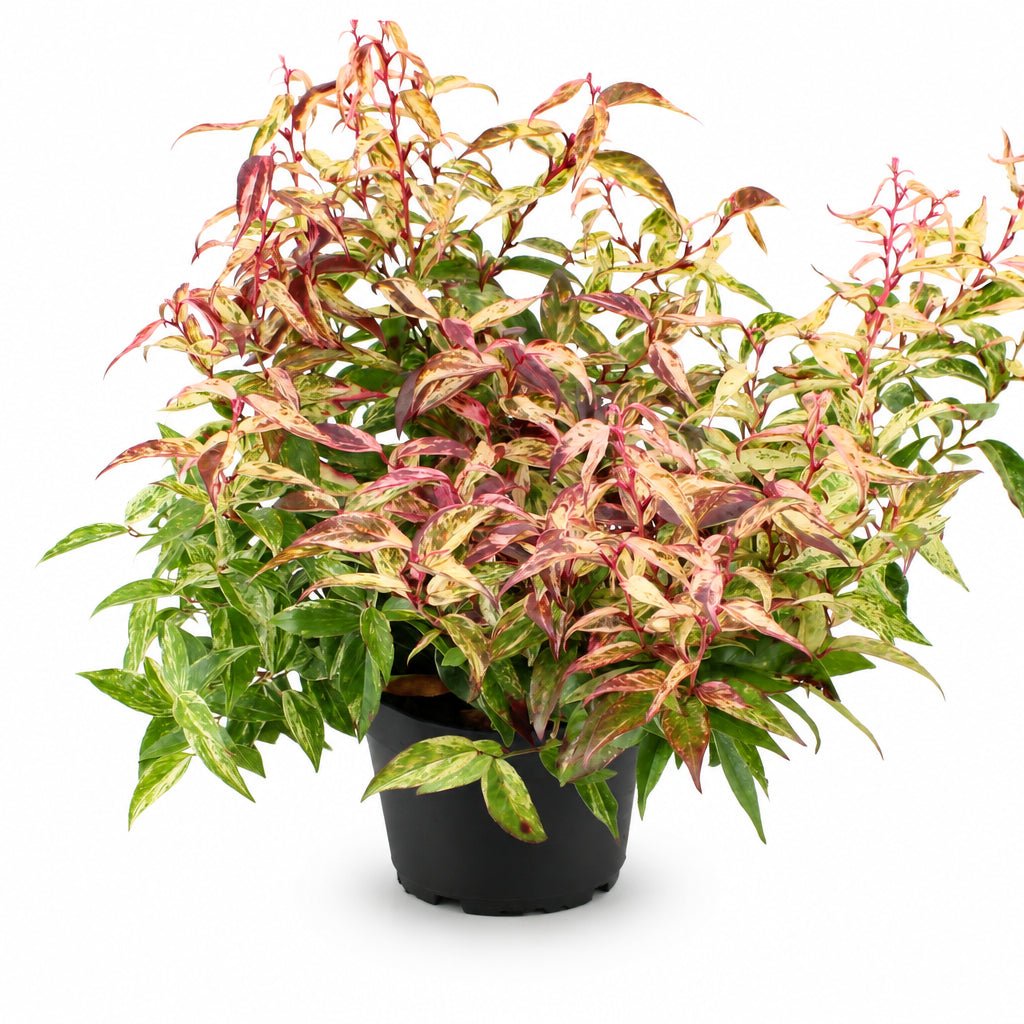 Leucothoe fontanesiana &