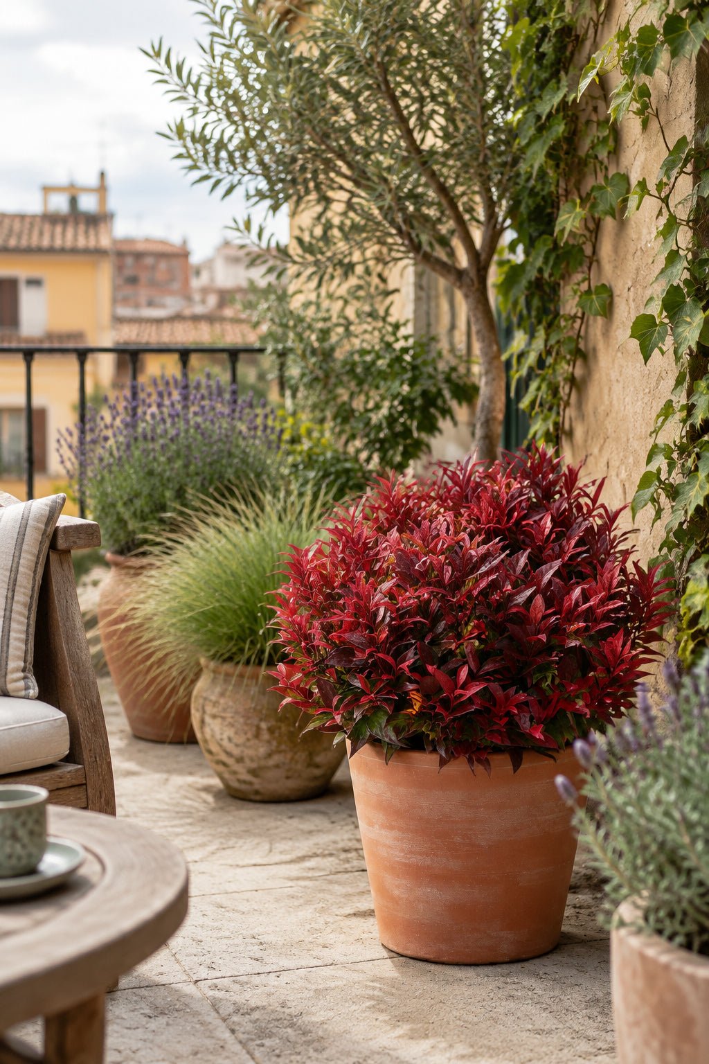 Leucothoe Scarletta® &