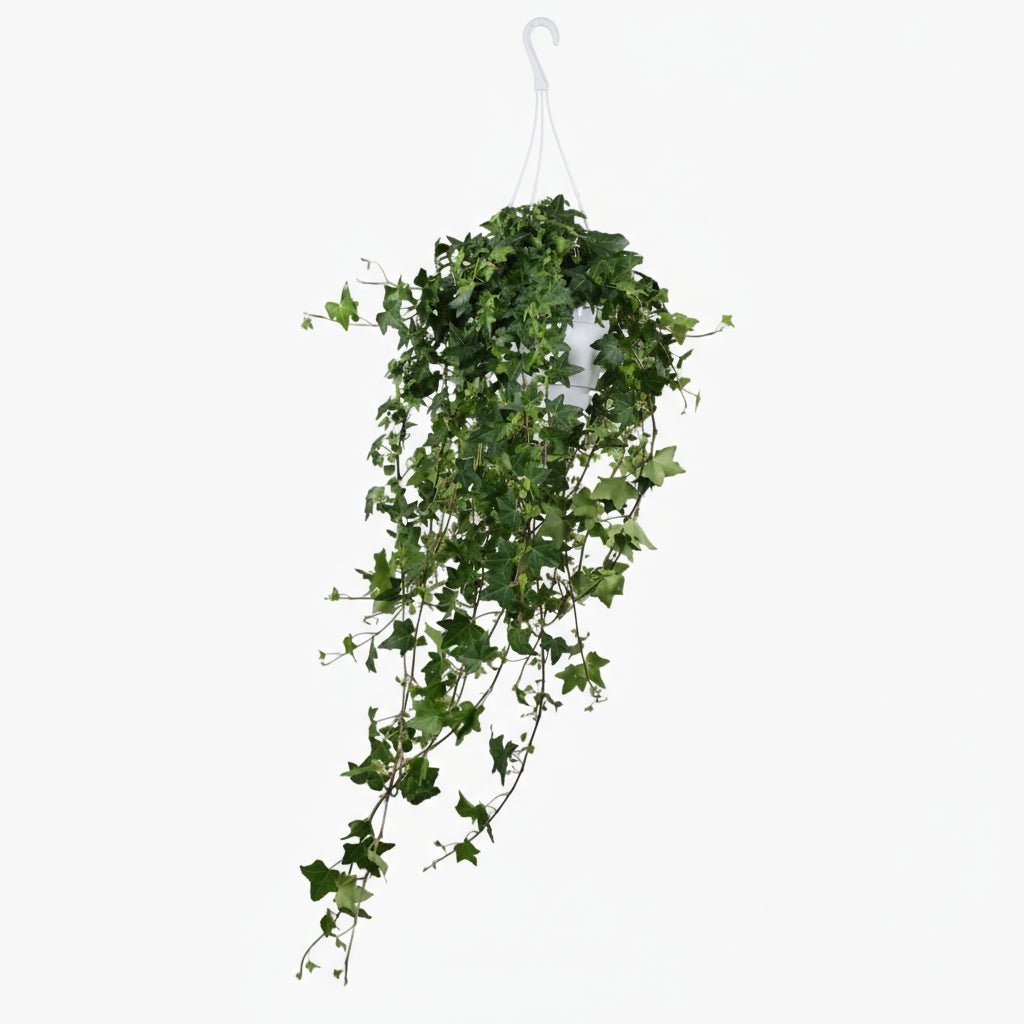 Hiedra Hedera Helix Pittsburgh - Verdeia - 1