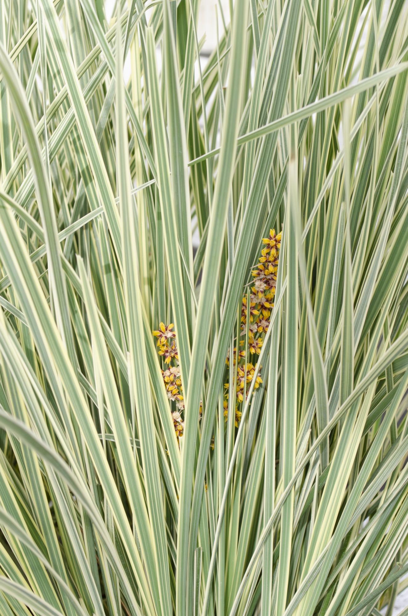 Lomandra longifolia ‘White Sands’ – D19cm x H40cm - Verdeia