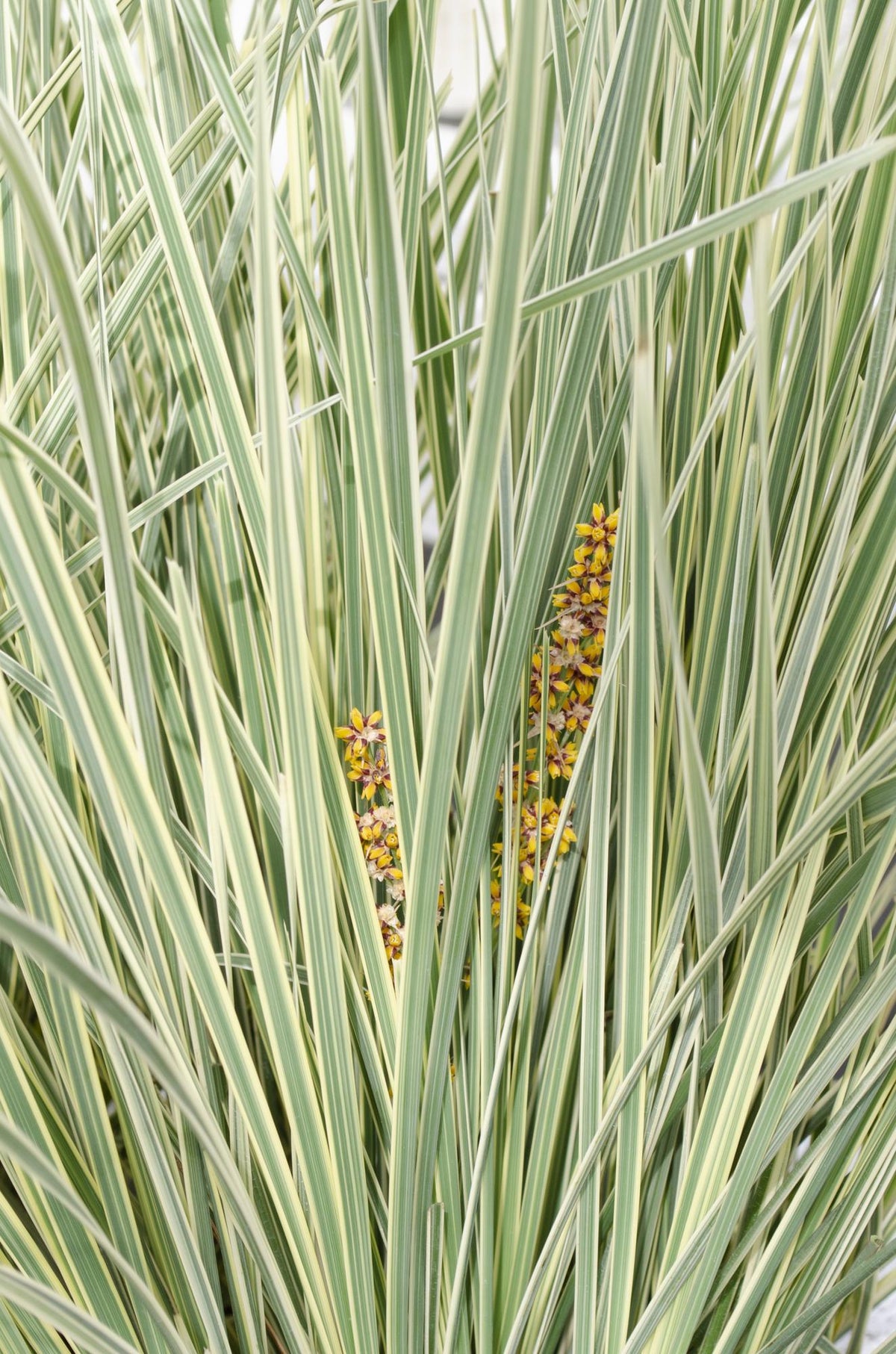 Lomandra longifolia ‘White Sands’ – D19cm x H40cm - Verdeia - 3