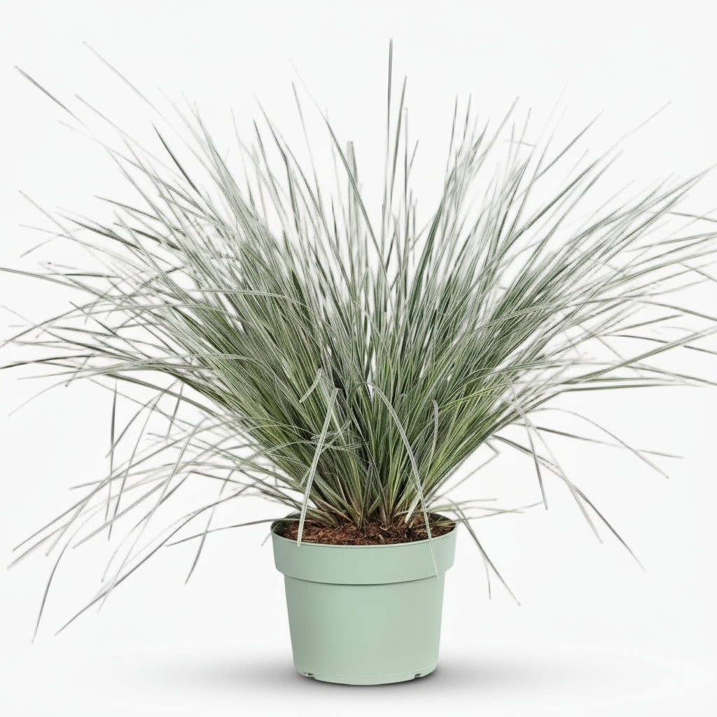 Lomandra longifolia ‘White Sands’ – D19cm x A40cm - Verdeia - 2