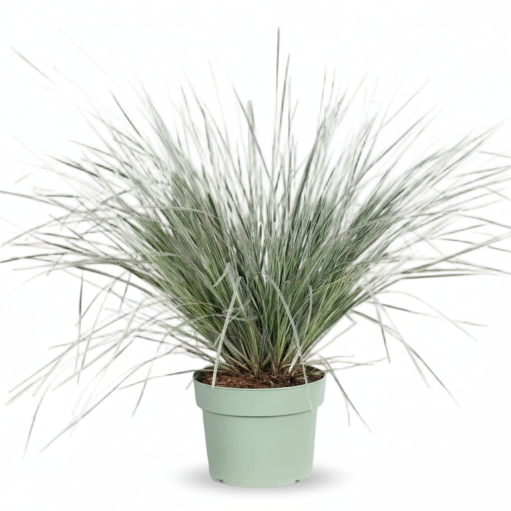 Lomandra longifolia ‘White Sands’ – D19cm x A40cm - Verdeia - 2