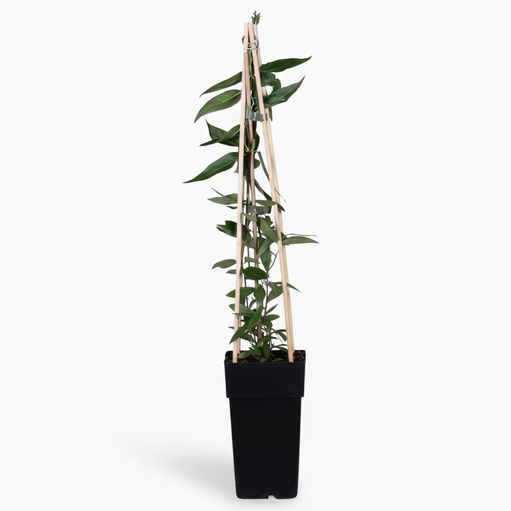 Lonicera henryi – Chèvrefeuille grimpant persistant – D15cm x H65cm - Verdeia